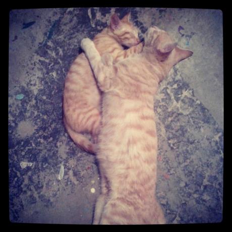 Coffe, Máxima expresión de amor Felino gatito coffe