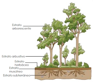 Estructura y dinámica de los ecosistemas