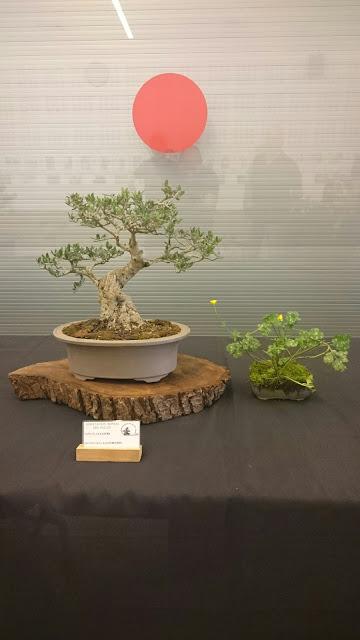 Los Suisekis y Bonsais de la exposicion (Sant Pere) Los Suisekis y Bonsais de la exposicion (Sant Pere)