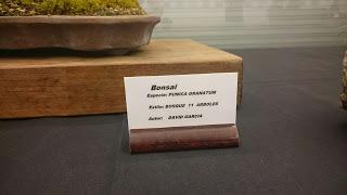 Los Suisekis y Bonsais de la exposicion (Sant Pere) Los Suisekis y Bonsais de la exposicion (Sant Pere)