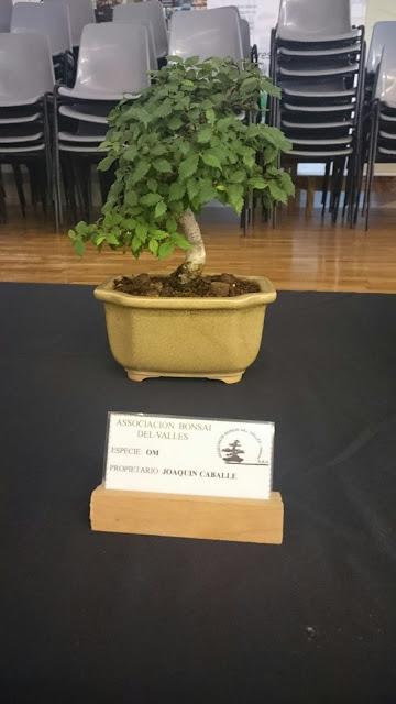 Los Suisekis y Bonsais de la exposicion (Sant Pere) Los Suisekis y Bonsais de la exposicion (Sant Pere)