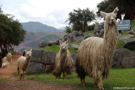 De Saksaywaman a Tambomachay: un precioso día caminando por el Valle de Cusco. llamas en Saksaywaman