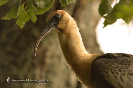 Bandurria boreal (Buff-necked Ibis) Theristicus caudatus