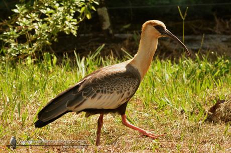 Bandurria boreal (Buff-necked Ibis) Theristicus caudatus