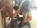 Excursión a la Granja-Escuela Excursión a la Granja-Escuela