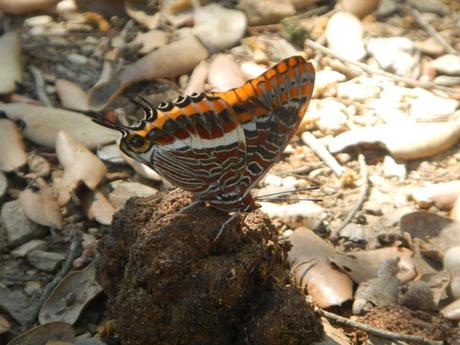 La mariposa del madroño. Parc de Collserola La mariposa del madroño. Parc de Collserola