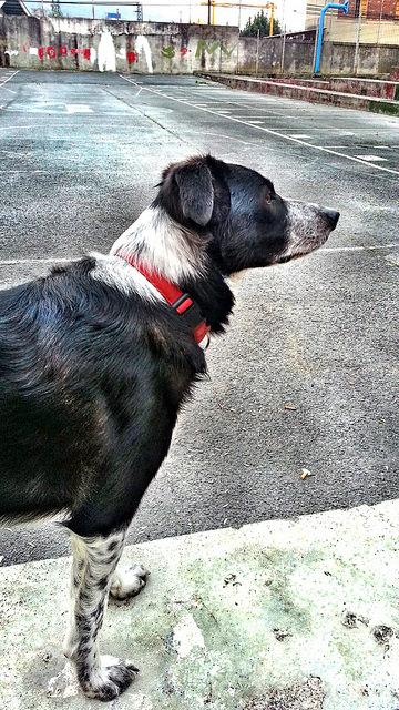 Androidografia Barakaldo CDLXXIX. El Vigia #fotografia Androidografia Barakaldo 1736