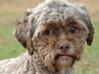 A ocurrido un #milagro con el #Perro que tiene cara de una Persona #NoticiasCuriosas sexo porno