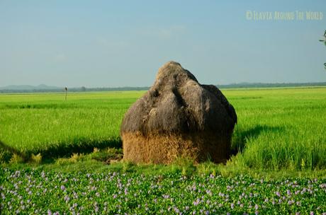 Campos verdes de la zona de Mrauk U Campos verdes de la zona de Mrauk U