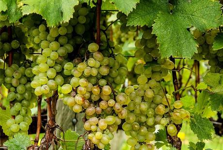 Todo sobre el vino: Conceptos 1ª Parte Todo sobre el vino: Conceptos 1ª Parte