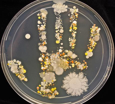 LOS MICROBIOS DE NUESTRAS MANOS, LA VIDA QUE CREAMOS bacteria-petri-dish-microbe-8-year-old-boy-hand-print-tasha-sturm-1