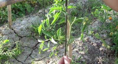Como entutorar Tomateras Como entutorar Tomateras