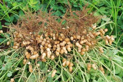 Como sembrar cacahuetes Como sembrar cacahuetes