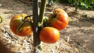 COMIENZA LA COSECHA DE TOMATES 2015