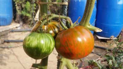 COMIENZA LA COSECHA DE TOMATES 2015