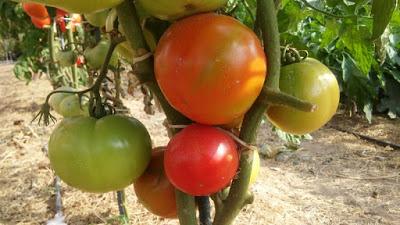 COMIENZA LA COSECHA DE TOMATES 2015