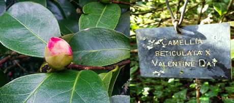 INAUGURAMOS LA TEMPORADA DE CAMELIAS CON UN EVENTO EXCLUSIVO EN EL PAZO DE LA SALETA. INAUGURAMOS LA TEMPORADA DE CAMELIAS CON UN EVENTO EXCLUSIVO EN EL PAZO DE LA SALETA.