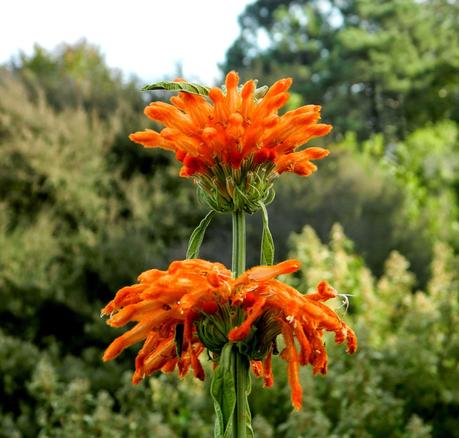 El jardín de La Saleta en Otoño, del 15-31 de octubre de 2014. Saleta's Garden in Autumn, 15-31 october 2014. El jardín de La Saleta en Otoño, del 15-31 de octubre de 2014. Saleta's Garden in Autumn, 15-31 october 2014.