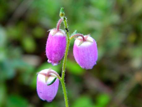 El jardín de La Saleta en Otoño, del 15-31 de octubre de 2014. Saleta's Garden in Autumn, 15-31 october 2014. El jardín de La Saleta en Otoño, del 15-31 de octubre de 2014. Saleta's Garden in Autumn, 15-31 october 2014.