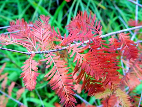 El jardín de La Saleta en Otoño, del 15-31 de octubre de 2014. Saleta's Garden in Autumn, 15-31 october 2014. El jardín de La Saleta en Otoño, del 15-31 de octubre de 2014. Saleta's Garden in Autumn, 15-31 october 2014.