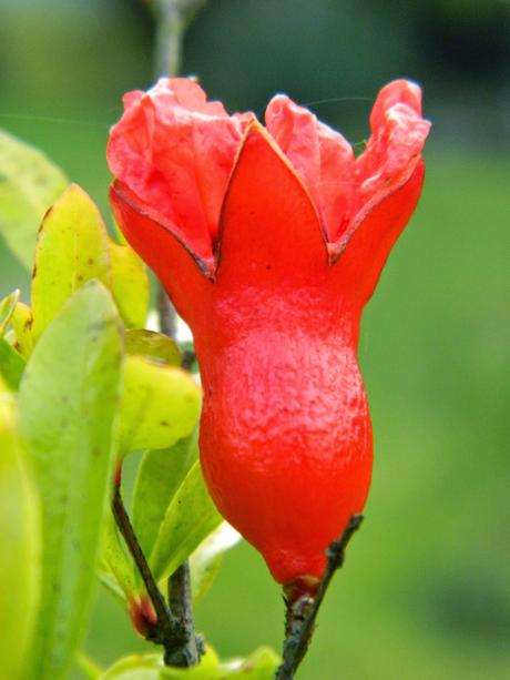 El jardín de La Saleta en Otoño, del 15-31 de octubre de 2014. Saleta's Garden in Autumn, 15-31 october 2014. El jardín de La Saleta en Otoño, del 15-31 de octubre de 2014. Saleta's Garden in Autumn, 15-31 october 2014.
