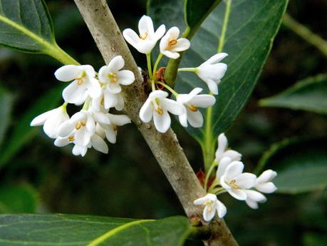 El jardín de La Saleta en Otoño, del 15-31 de octubre de 2014. Saleta's Garden in Autumn, 15-31 october 2014. El jardín de La Saleta en Otoño, del 15-31 de octubre de 2014. Saleta's Garden in Autumn, 15-31 october 2014.