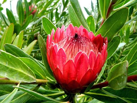 El jardín de La Saleta en Otoño, del 15-31 de octubre de 2014. Saleta's Garden in Autumn, 15-31 october 2014. El jardín de La Saleta en Otoño, del 15-31 de octubre de 2014. Saleta's Garden in Autumn, 15-31 october 2014.