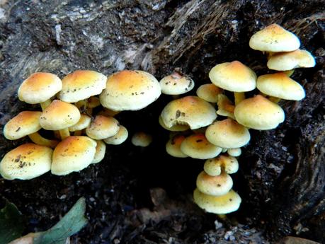 El jardín de La Saleta en Otoño, del 15-31 de octubre de 2014. Saleta's Garden in Autumn, 15-31 october 2014. El jardín de La Saleta en Otoño, del 15-31 de octubre de 2014. Saleta's Garden in Autumn, 15-31 october 2014.