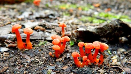 El jardín de La Saleta en Otoño, del 15-31 de octubre de 2014. Saleta's Garden in Autumn, 15-31 october 2014. El jardín de La Saleta en Otoño, del 15-31 de octubre de 2014. Saleta's Garden in Autumn, 15-31 october 2014.
