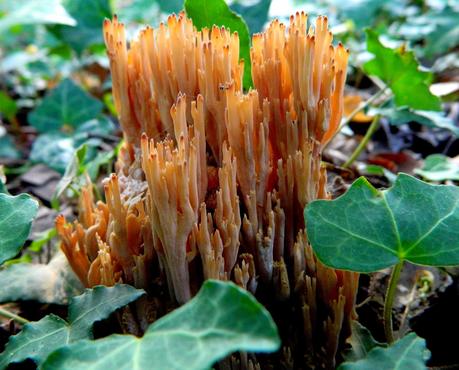 El jardín de La Saleta en Otoño, del 15-31 de octubre de 2014. Saleta's Garden in Autumn, 15-31 october 2014. El jardín de La Saleta en Otoño, del 15-31 de octubre de 2014. Saleta's Garden in Autumn, 15-31 october 2014.