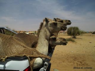 310. Sobre Mauritania