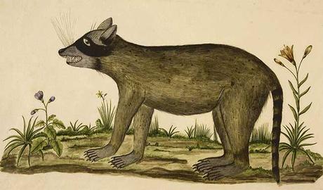 animal expedicion malaspina animal expedicion malaspina
