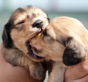 Harper Lee: Matar a un ruiseñor tierno-libros-prohibidos