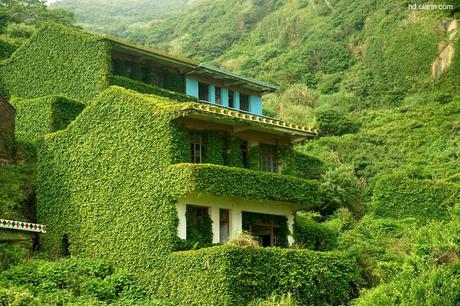 Plantas trepadoras en fachadas