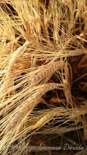 CAMPOS PARA COSECHAR CAMPOS PARA COSECHAR