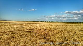 CAMPOS PARA COSECHAR CAMPOS PARA COSECHAR