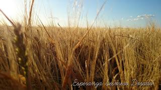 CAMPOS PARA COSECHAR CAMPOS PARA COSECHAR