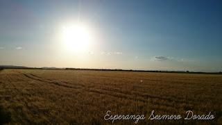 CAMPOS PARA COSECHAR CAMPOS PARA COSECHAR