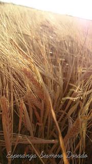 CAMPOS PARA COSECHAR CAMPOS PARA COSECHAR