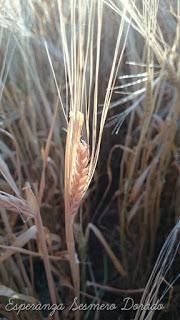 CAMPOS PARA COSECHAR CAMPOS PARA COSECHAR