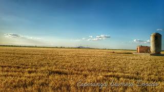 CAMPOS PARA COSECHAR CAMPOS PARA COSECHAR