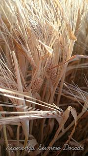 CAMPOS PARA COSECHAR CAMPOS PARA COSECHAR