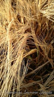 CAMPOS PARA COSECHAR CAMPOS PARA COSECHAR