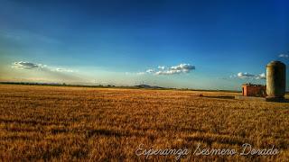 CAMPOS PARA COSECHAR CAMPOS PARA COSECHAR