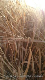 CAMPOS PARA COSECHAR CAMPOS PARA COSECHAR