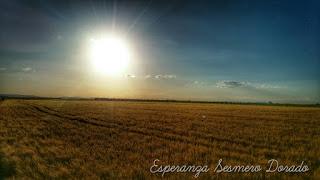 CAMPOS PARA COSECHAR CAMPOS PARA COSECHAR