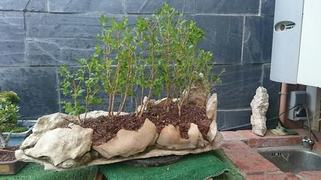 Revisando el Buxus sempervirens Revisando el Buxus sempervirens