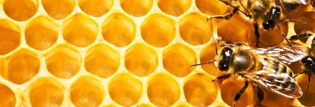 Entrevista a Sofía Segovia, autora de “El murmullo de las abejas”. abejas-cera-de-abejas-164714-1400x480