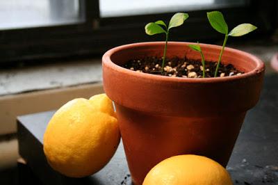 cultiva limonero