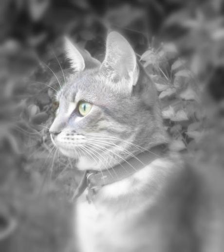 Si la vida te da budineras;hacelas jardineras... Si la vida te da budineras;hacelas jardineras...